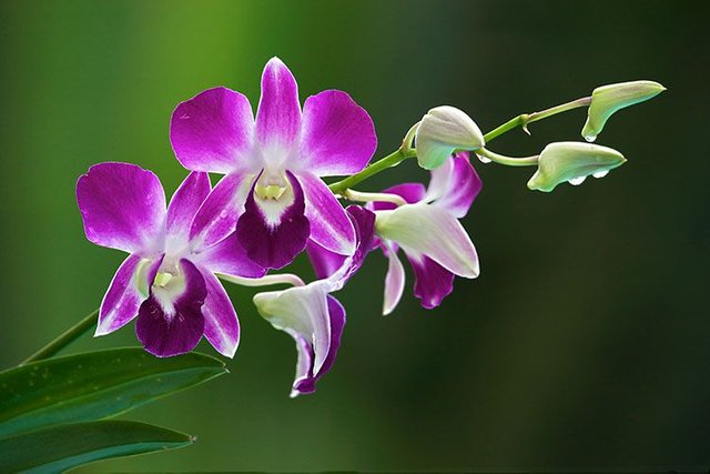 thailand_orchid.jpg