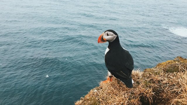 Atlantic puffin.jpg