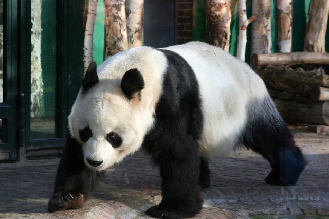 oso-panda.jpg