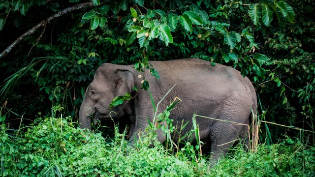 elephant_grass_trees_116977_1920x1080.jpg