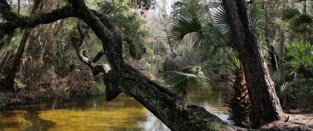 wekiva3.jpg