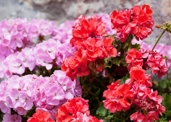 Pink-Red-Hot-Geraniums-SS-238132756-560x400.jpg