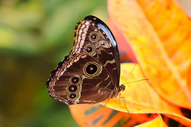 butterfly-3132257.jpg