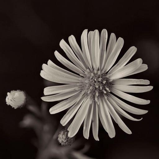 PlaTiNuM VII aSTeR.jpg