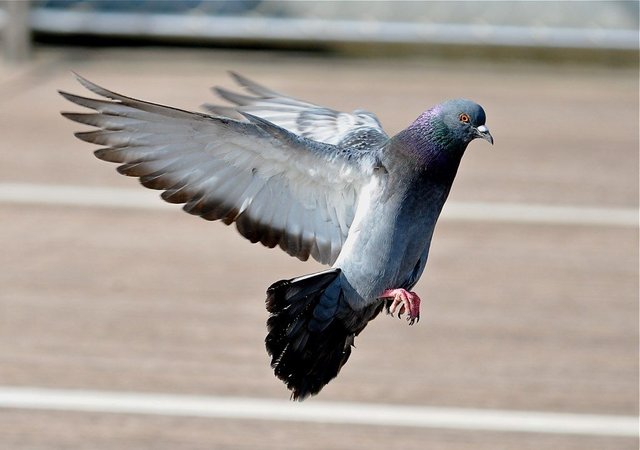 Pigeon (1).jpg