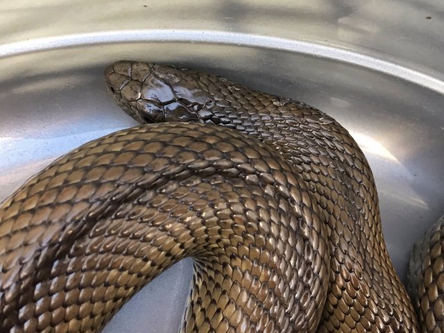 20170126-subadult-mole-snake-rescued-near-milnerton-western-cape-02.jpg