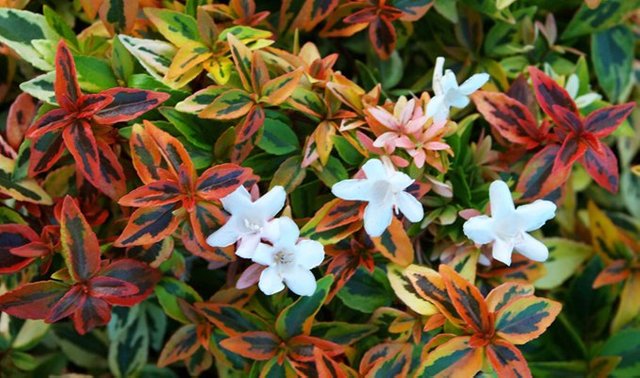 Kaleidoscope-Abelia.jpg