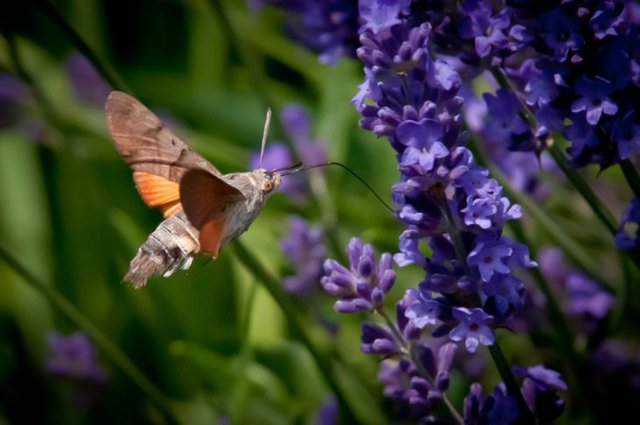 hummingbird moth_Innerhacking_Com.jpg