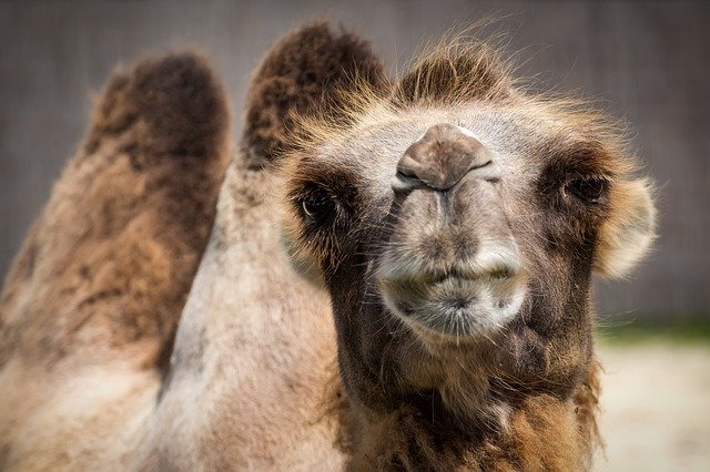 camel-1615446_640.jpg