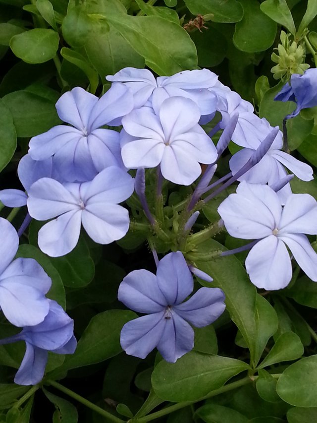 blue flower2.jpg