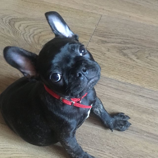 oscar the frenchie.JPG