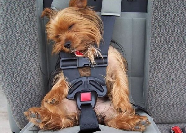 pet-seat-belt.jpg