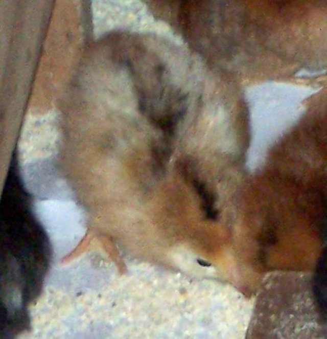 Chicks - learning to drink3 chipmunk crop1 May 2018.jpg