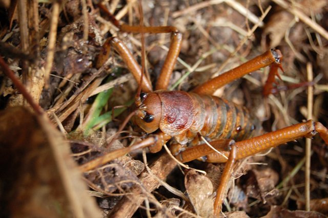 Little-Barrier-Island-Giant-Weta.jpg