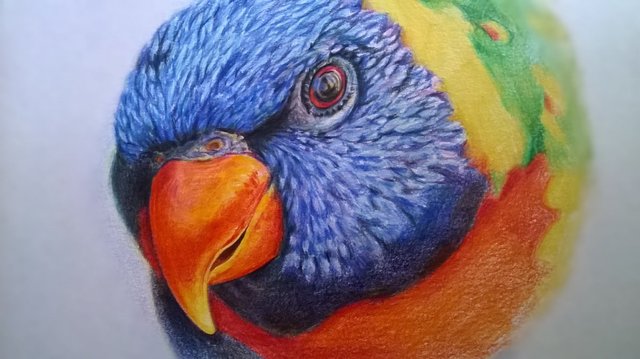 rascal_the_rainbow_lorikeet_daylight_shoot_by_jyacini-dbet79t.jpg