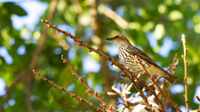 Violet Backed Starling