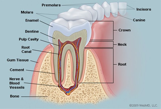 tooth2.jpg