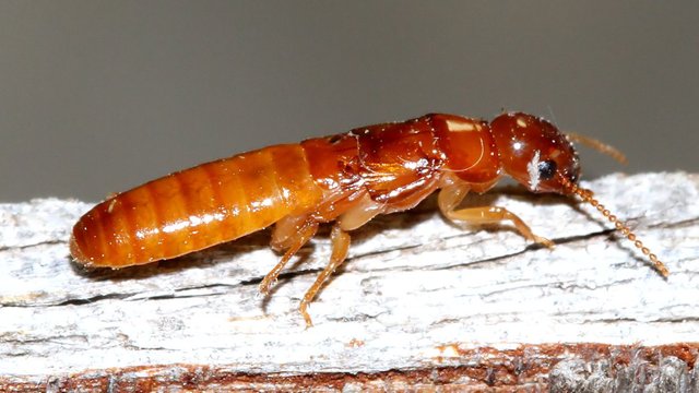 Staphylinidae MV BY Tas.jpg