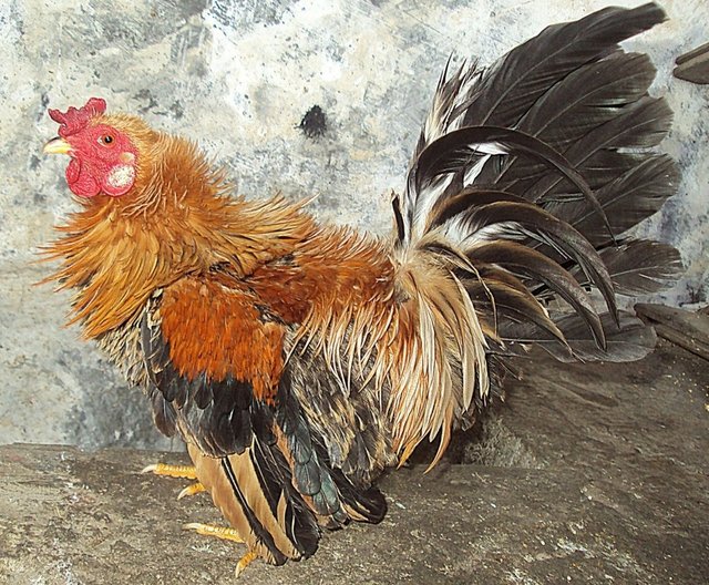 Chicken down feathers sale