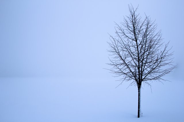 tree-610893.jpg