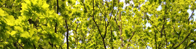 Oak leaves in spring