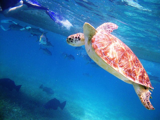 under water belize 067.jpg