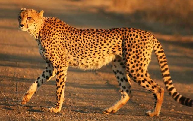 cheetah.jpg