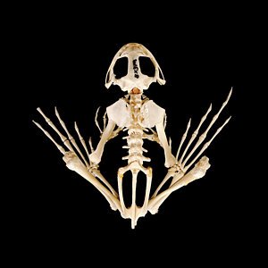 frog-skeleton-ucl-grant-museum-of-zoology.jpg