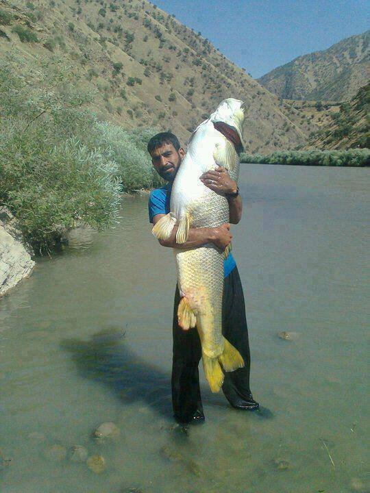 big-fish-of-baltistan.jpg