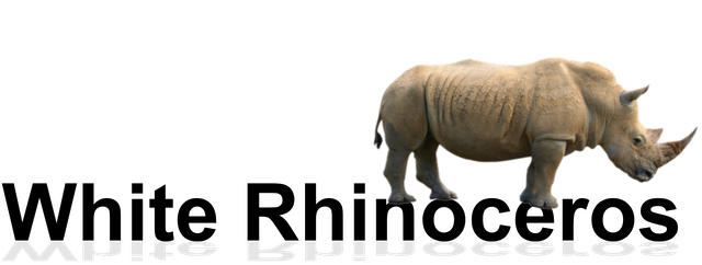 rhinoceros1.png