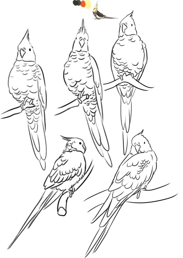 real bird.jpg