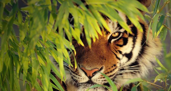 Royal-bengal-tiger-sundarbans.jpg