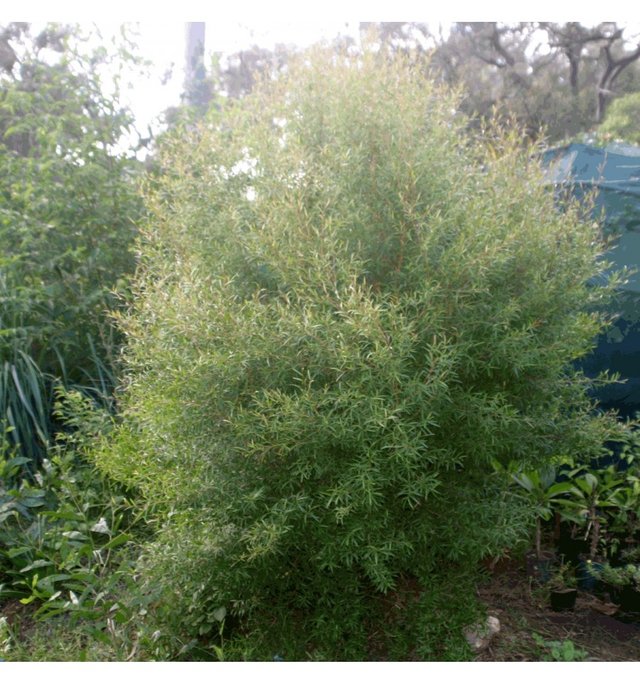 lemon-scented-tea-tree.jpg