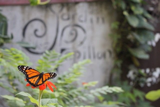 entree-jardin-papillon-10.jpg