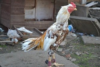 ayam 1.jpg