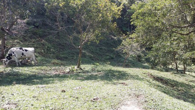 8 - Crossing shaded pasture to enter the nature reserve.jpg