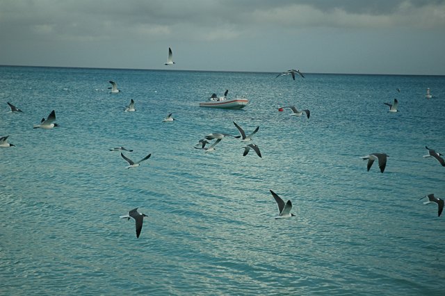 irds-gulls-in-turks.jpg