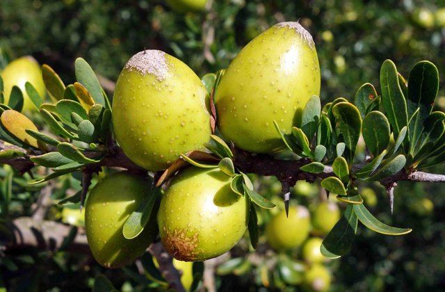 argan-argania-spinosa-from-morocco-and-algeria.jpg