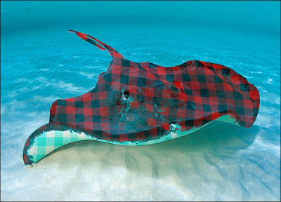 plaid stingray.png