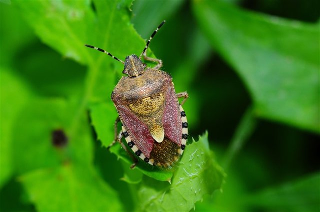 stinkbug-today-inline-171019_4bcde6be3e0a42f29c207968de91e201.fit-760w.jpg