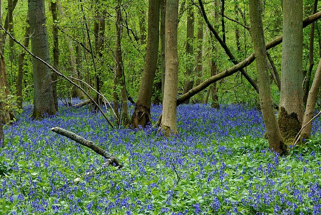 bluebells1pixabay.jpg