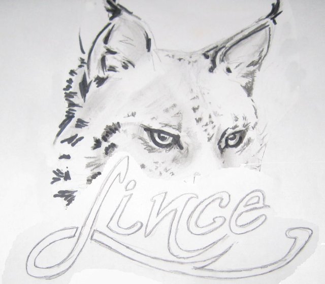 lince 2.jpg