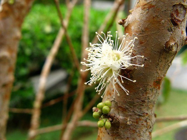 800px-Flor_de_jaboticaba_(Myrciaria_cauliflora)_CASA_de_mamâ,_Sao_Paulo.jpg