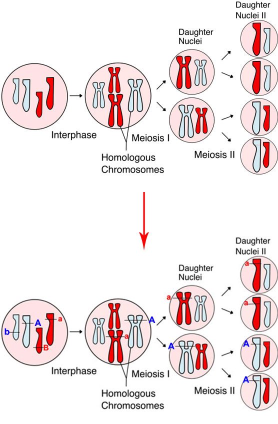 Meiosis_Overview_new----.jpg
