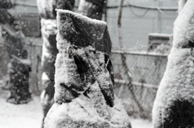 Winterized Fig Tree in the Storm.jpg