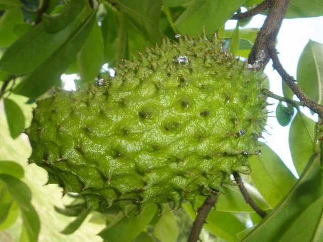 10 Health Advantages Of Guyabano Soursop Steemit