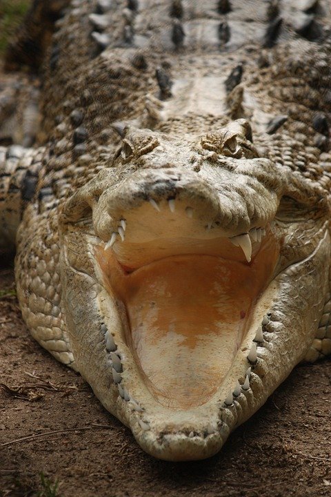 crocodile-933899_960_720.jpg