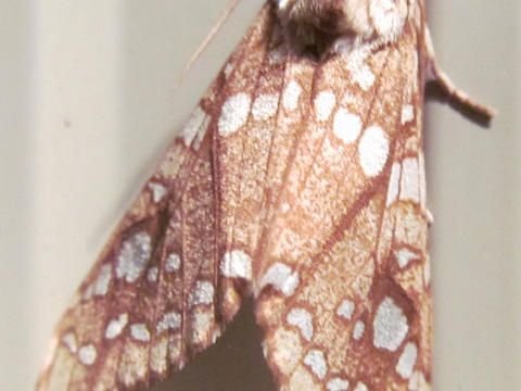 moth-edenny8_0.jpg