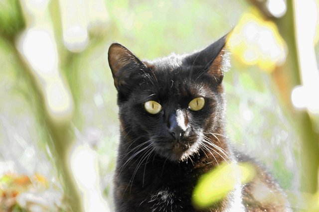 chat-du-voisin_dsc19303_dxo-1_6014621289_o (FILEminimizer).jpg