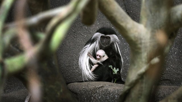 colobus-monkey.jpg